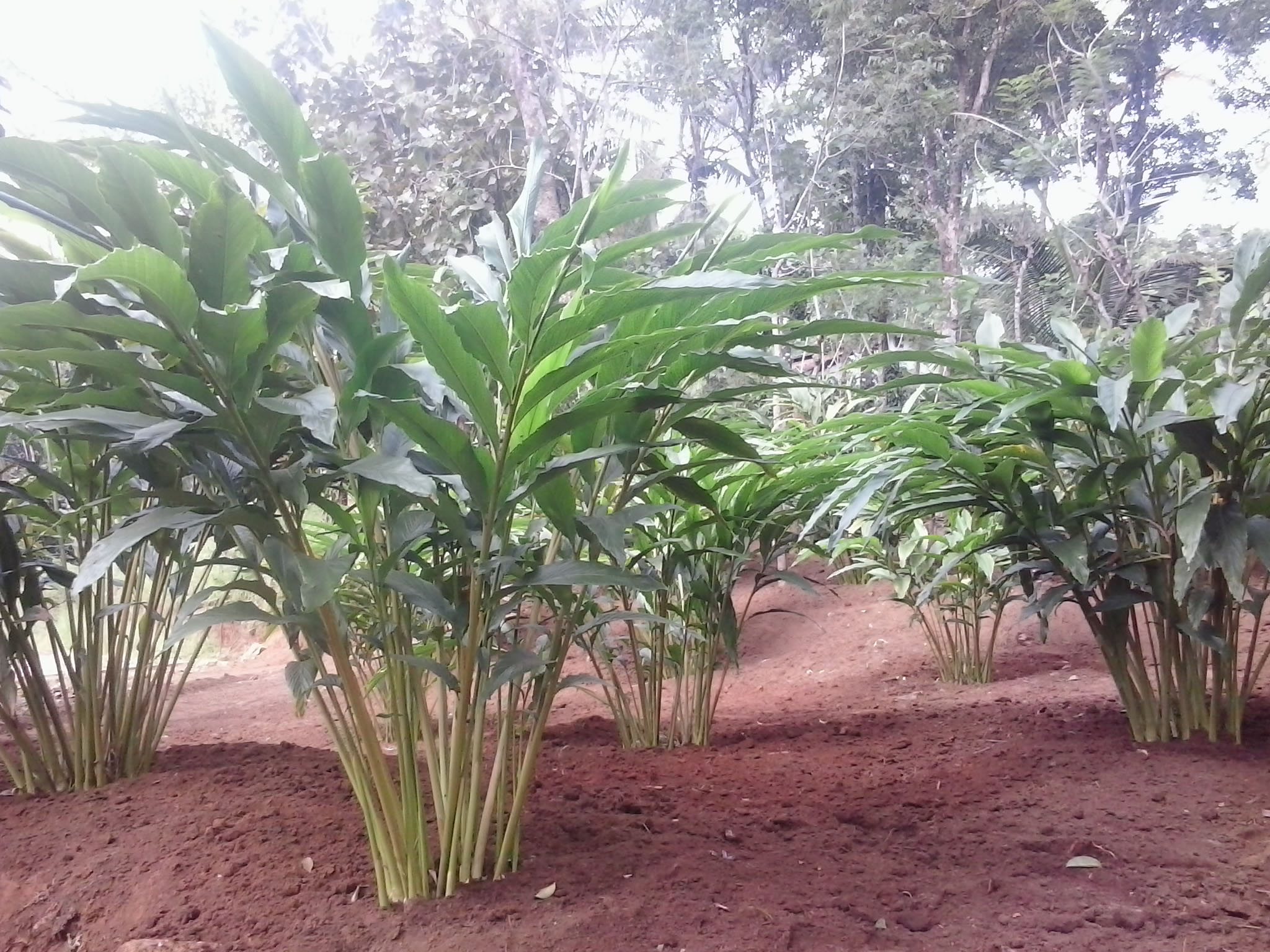 cardamom-cultivation