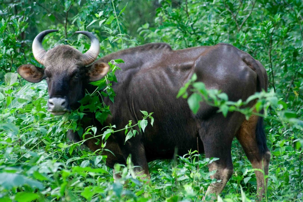 indian-bison-2