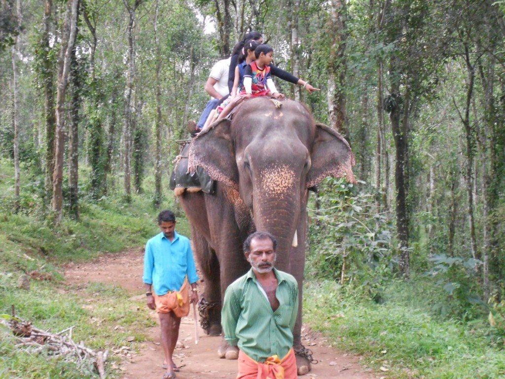 elephant ride