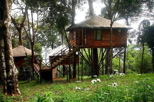 tree house 3