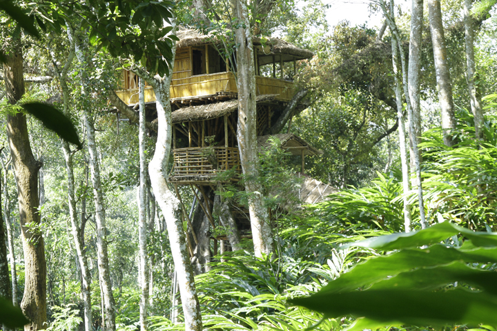 tree house 5