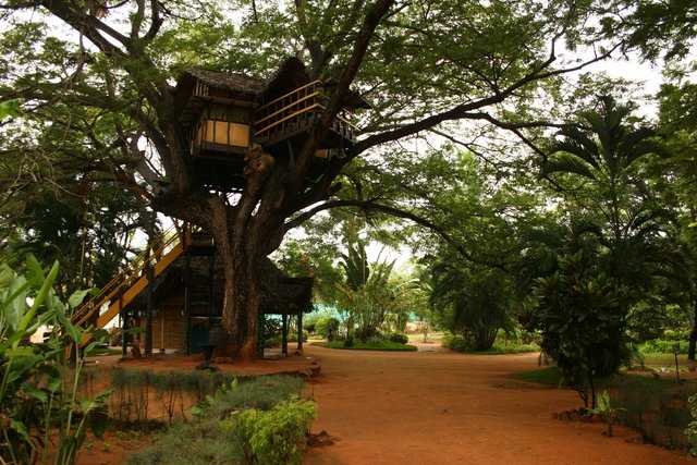 tree house 6