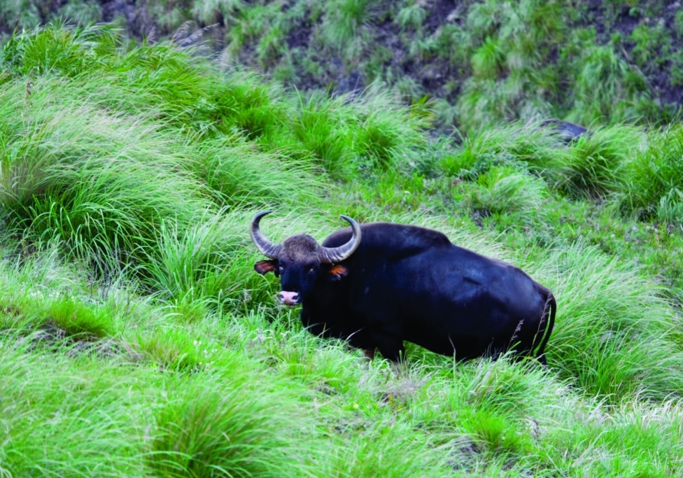 indian-bison