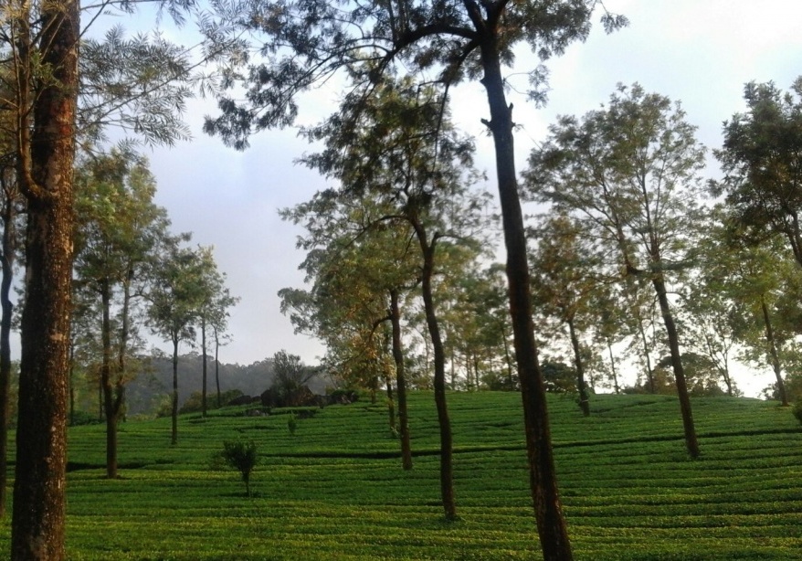 munnar-7