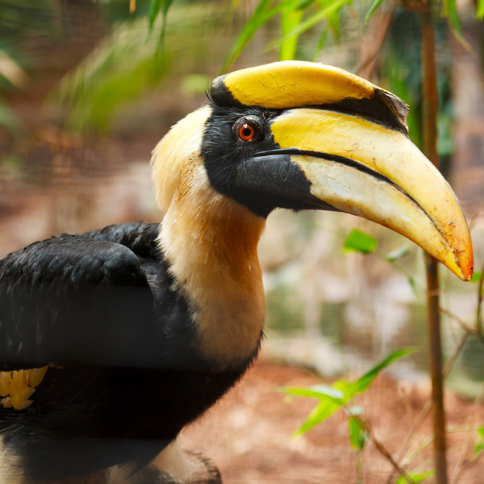 hornbill gd