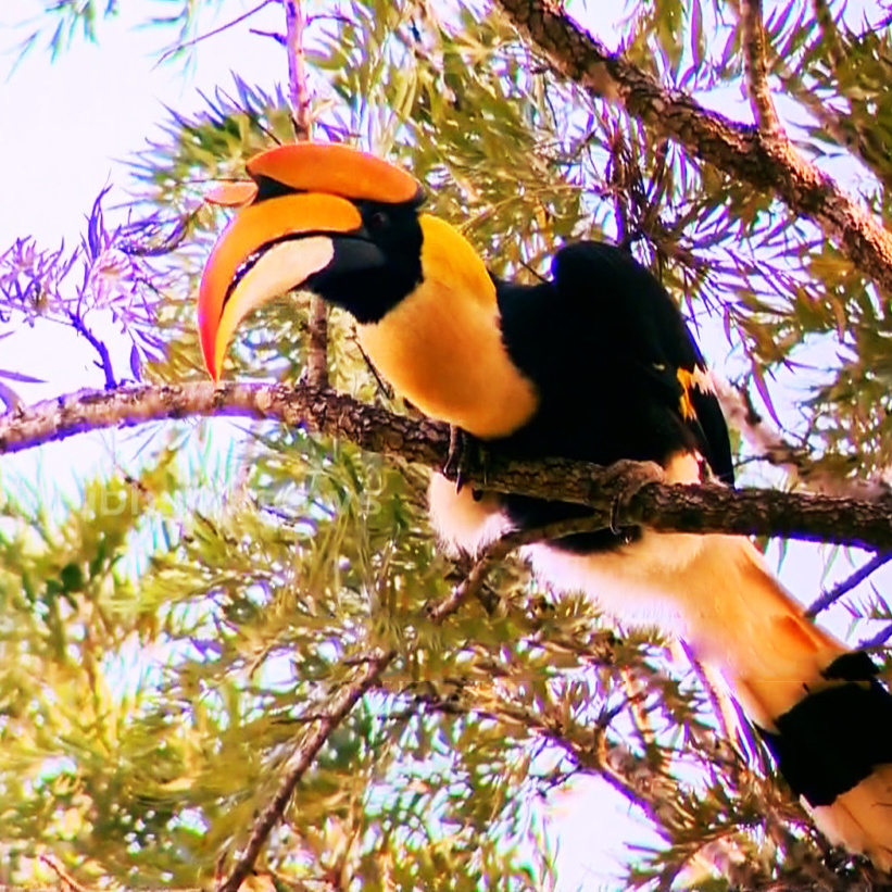 hornbill kera