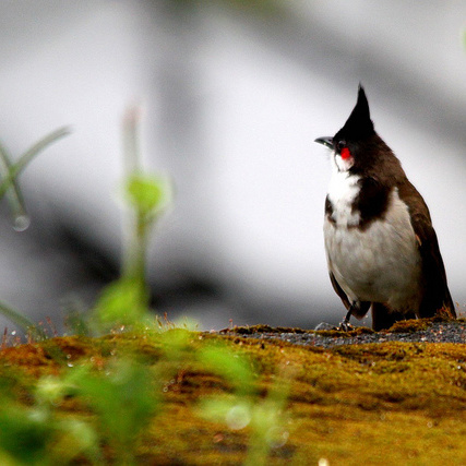 thattekkad-bird-sanctuary